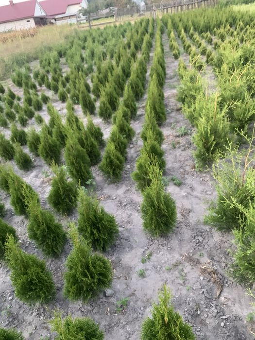 Смарагд кипарисовик колум туя плющ тис