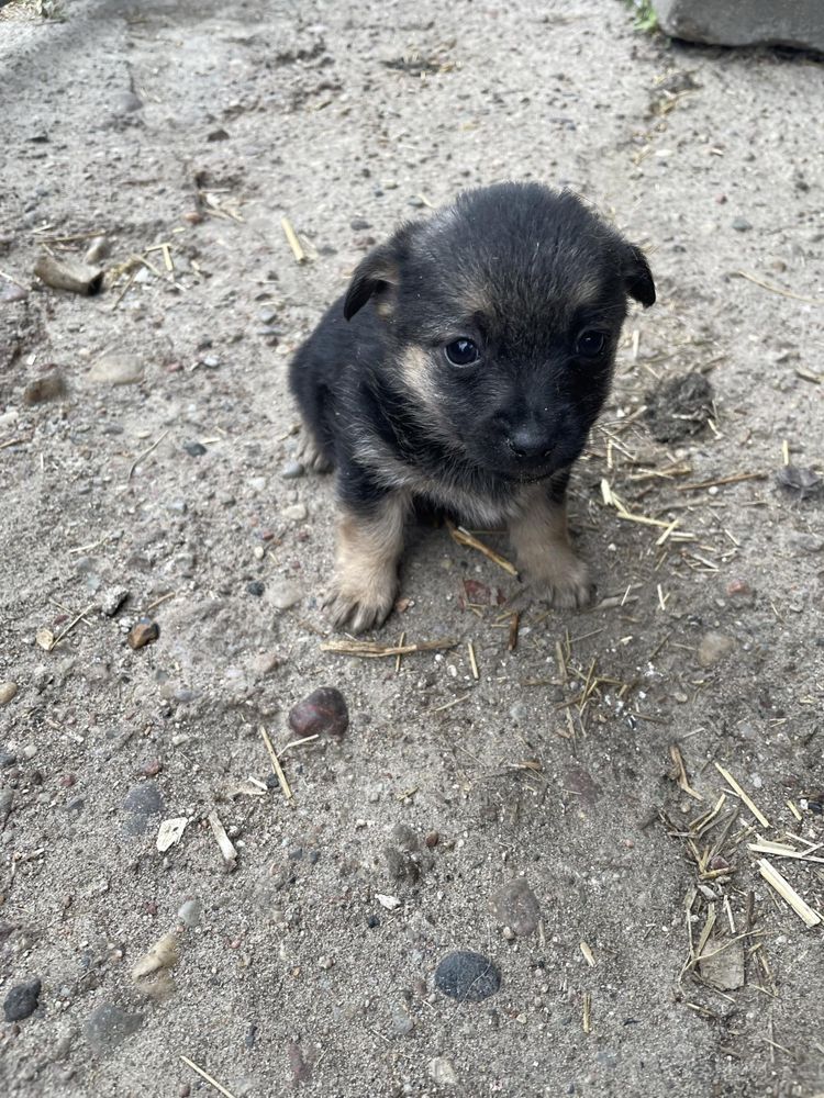 Oddam suczki i pieski w dobre ręce