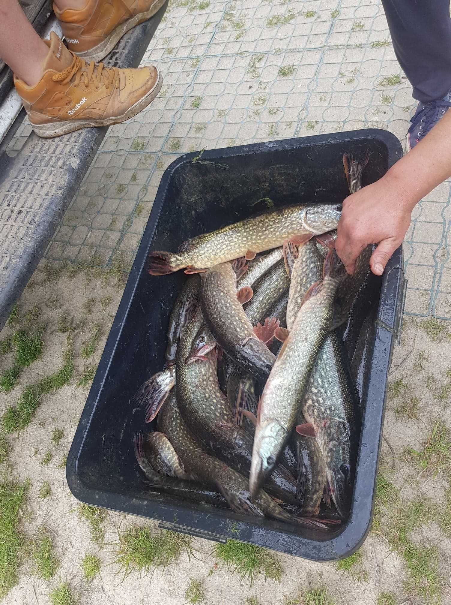 Karaś kolor, karaś na żywca ,karp kroczek szczupak handlowy
