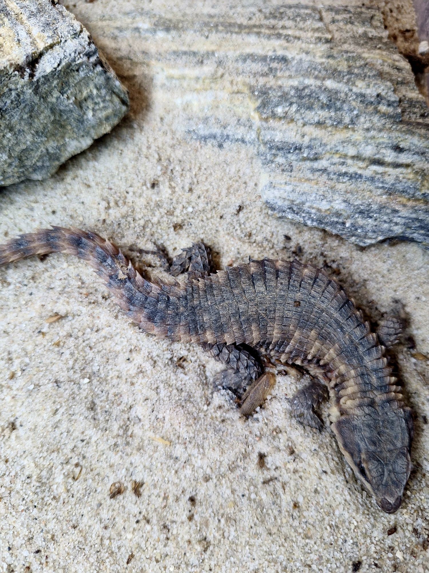 Szyszkowiec Cordylus Beraducci