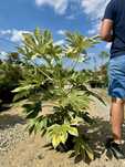 Fatsia japonica 'Spider's Web, Facja japońska, 40-60cm, 100-120cm