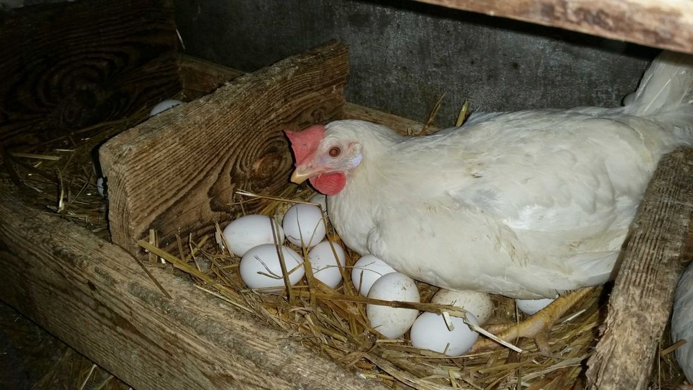 Kurki kokoszki nioski Tetra biała  odchowana na jajko