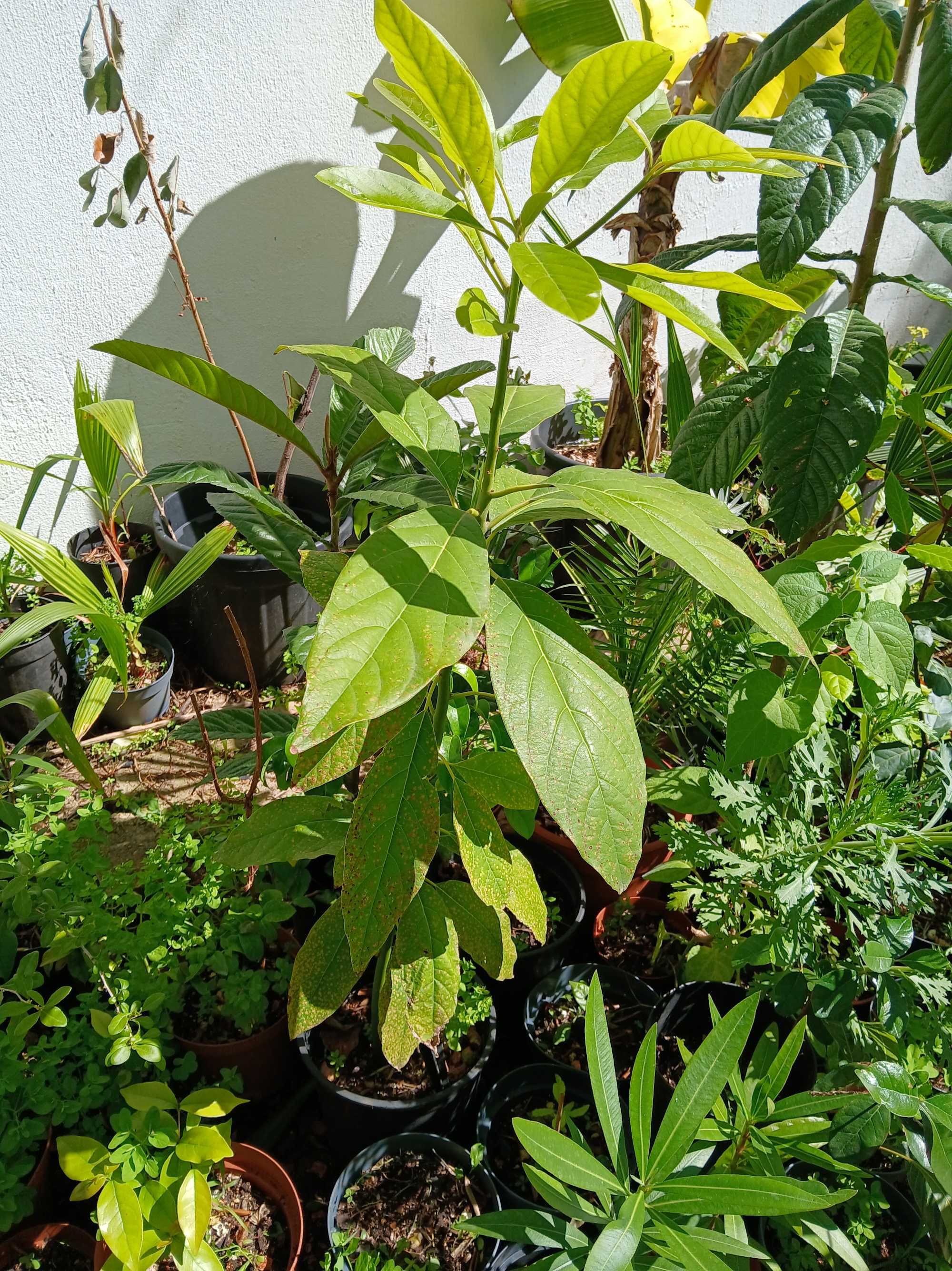 Abacateiros em vaso