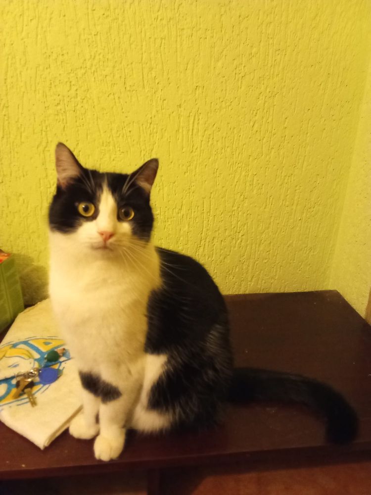 Do pilnej adopcji