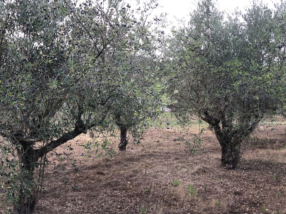 Vendo oliveiras galegas