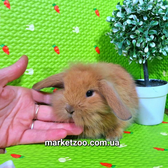 Карликовые мини кролики mini lop тюрингенские вислоухие баранчики