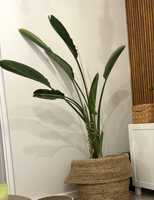 Strelicja królewska