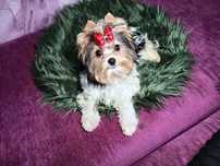Najcudowniejszy Biewer Yorkshire Terrier- maleńki piesek gen Golddust