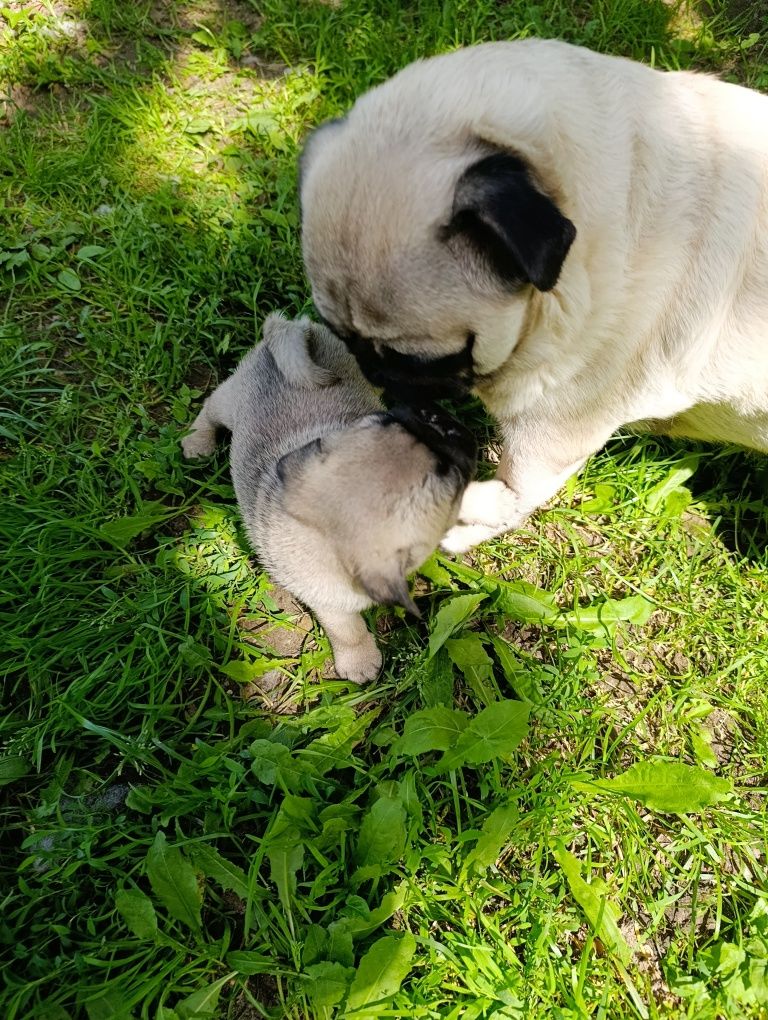Mops szczenie  z rodowodem