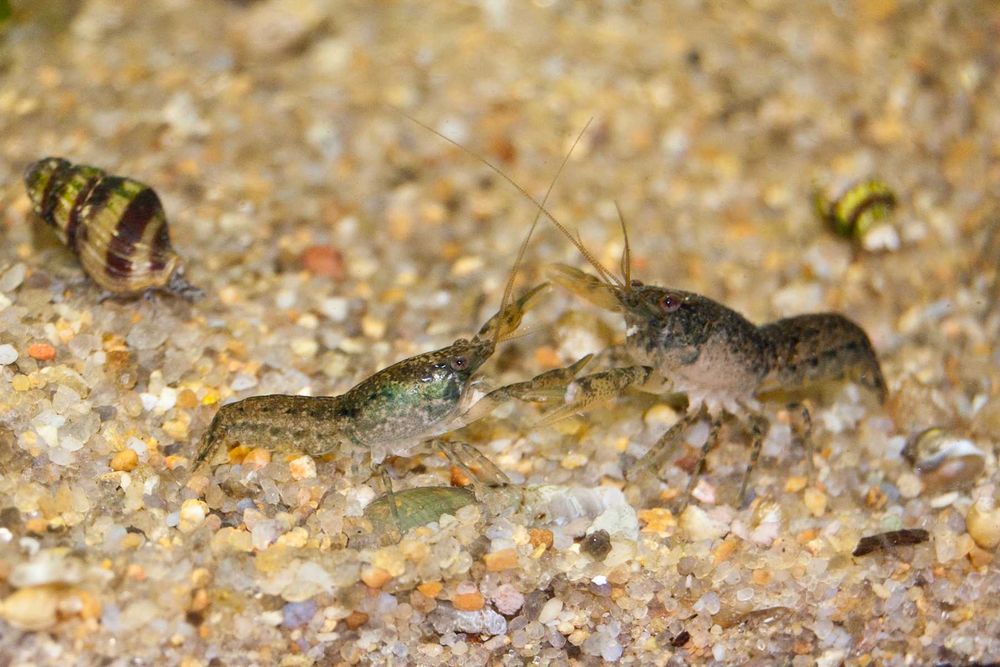 Карликовый болотный рак (CAMBARELLUS PUER)