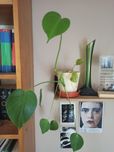 Sprzedam Monstera kwiat
