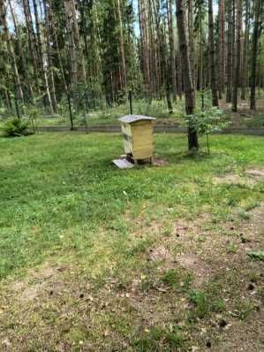 Rodziny pszczele wraz z ulami.