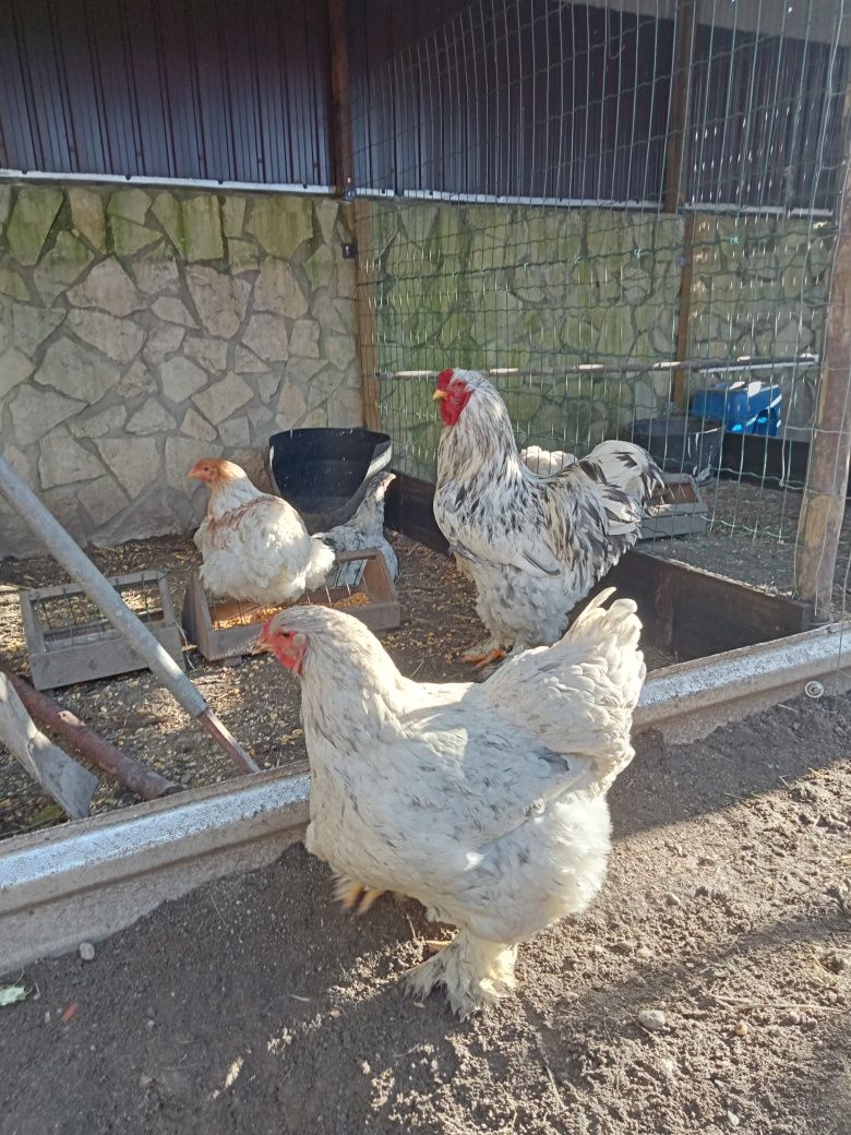 Ovos galados raça Brahma