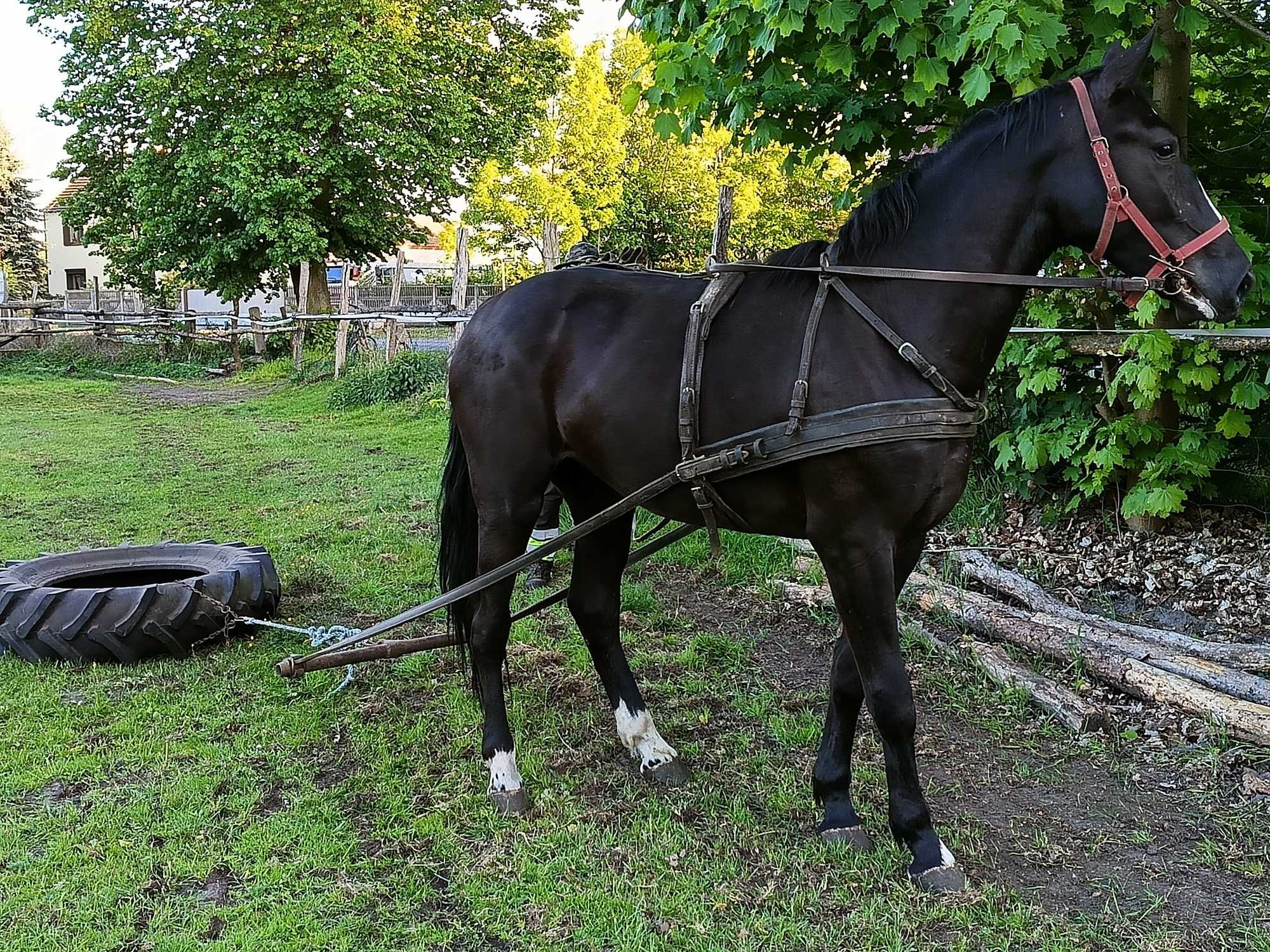 SPRZEDAM ‼️ Klacz Śląska 2, 5roku-pełen rodowód