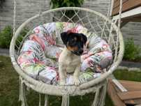 Jack Russell Terrier - piesek ;)