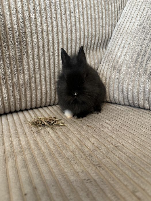 Oddam za darmo królik karzełek