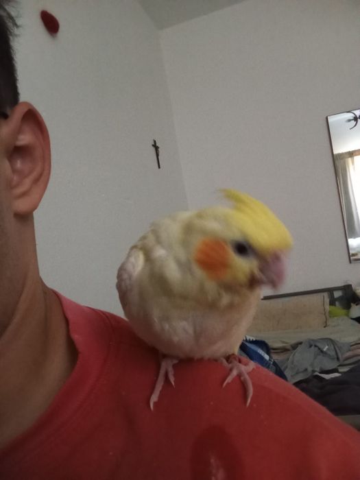Vendo caturra criada a mão