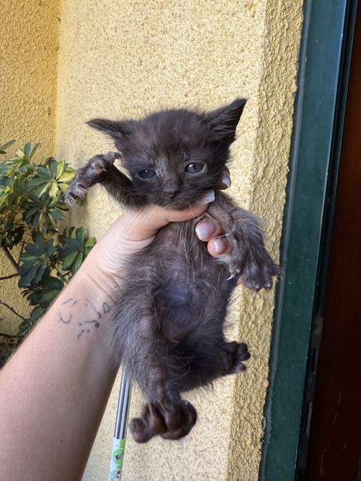 Gatinhos para dar