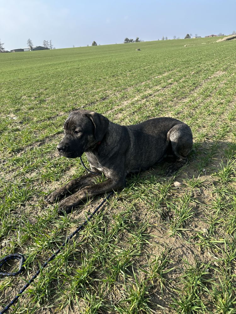 Pies Cane Corso Italiano