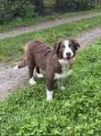 Border collie- czekoladowy piesek