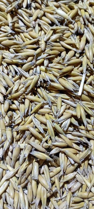 Owies z zbiorów 2025