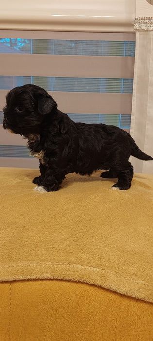 Suczka Yorkshire terrier Black