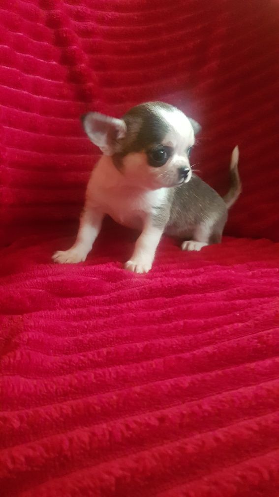 Chihuahua piesek