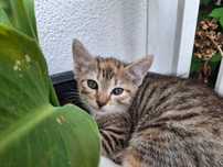 Kotki do adopcji