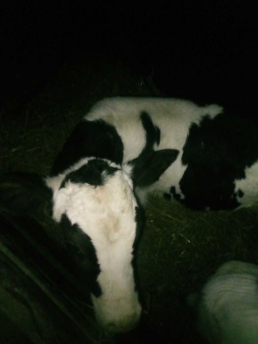 Cielak Jałówka  i Byczek