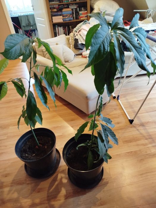 Avocado 2 duże krzaki