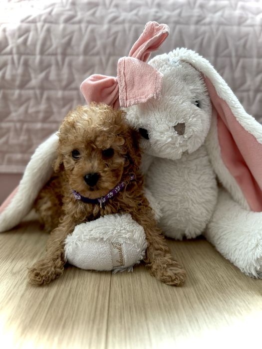 Pudel miniaturowy plowy red toy malutka suczka pies