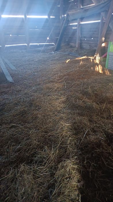 Słoma za darmo luzem