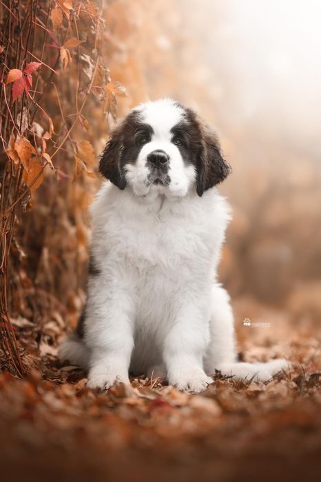 Bernardyn FCI piesek Benton, suczka Burza