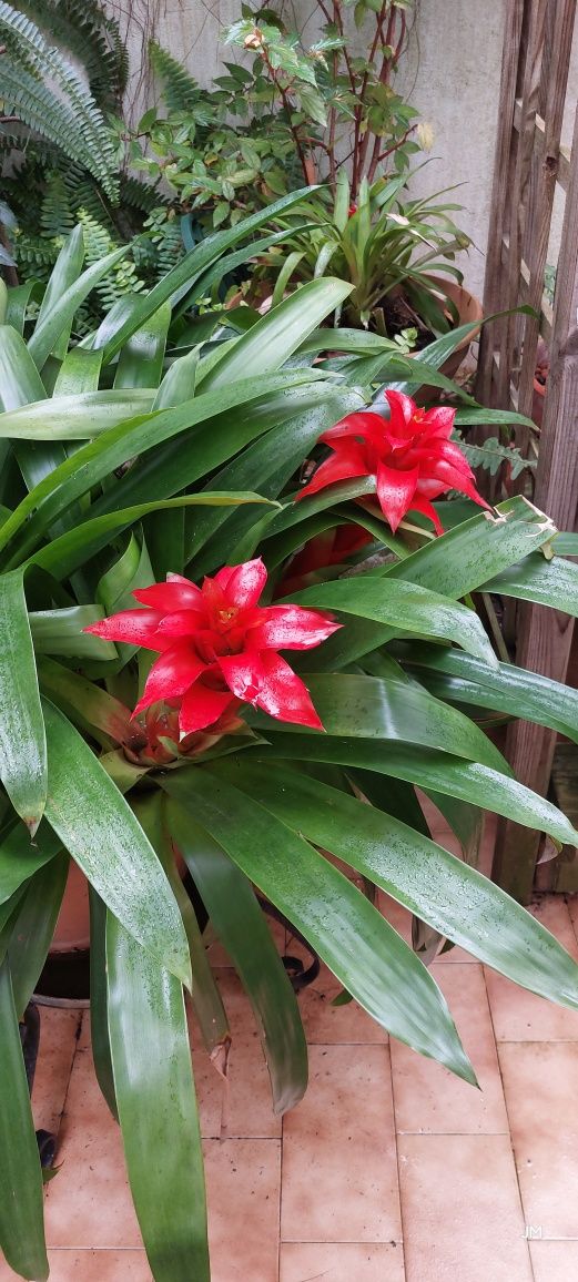 Bromélia (flor vermelha) grande