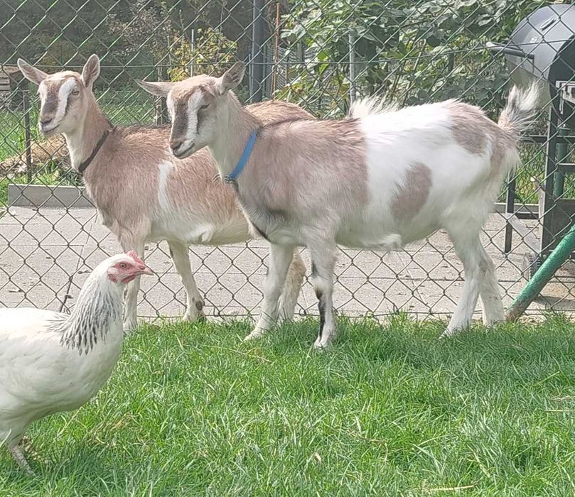 Sprzedam kozy młode