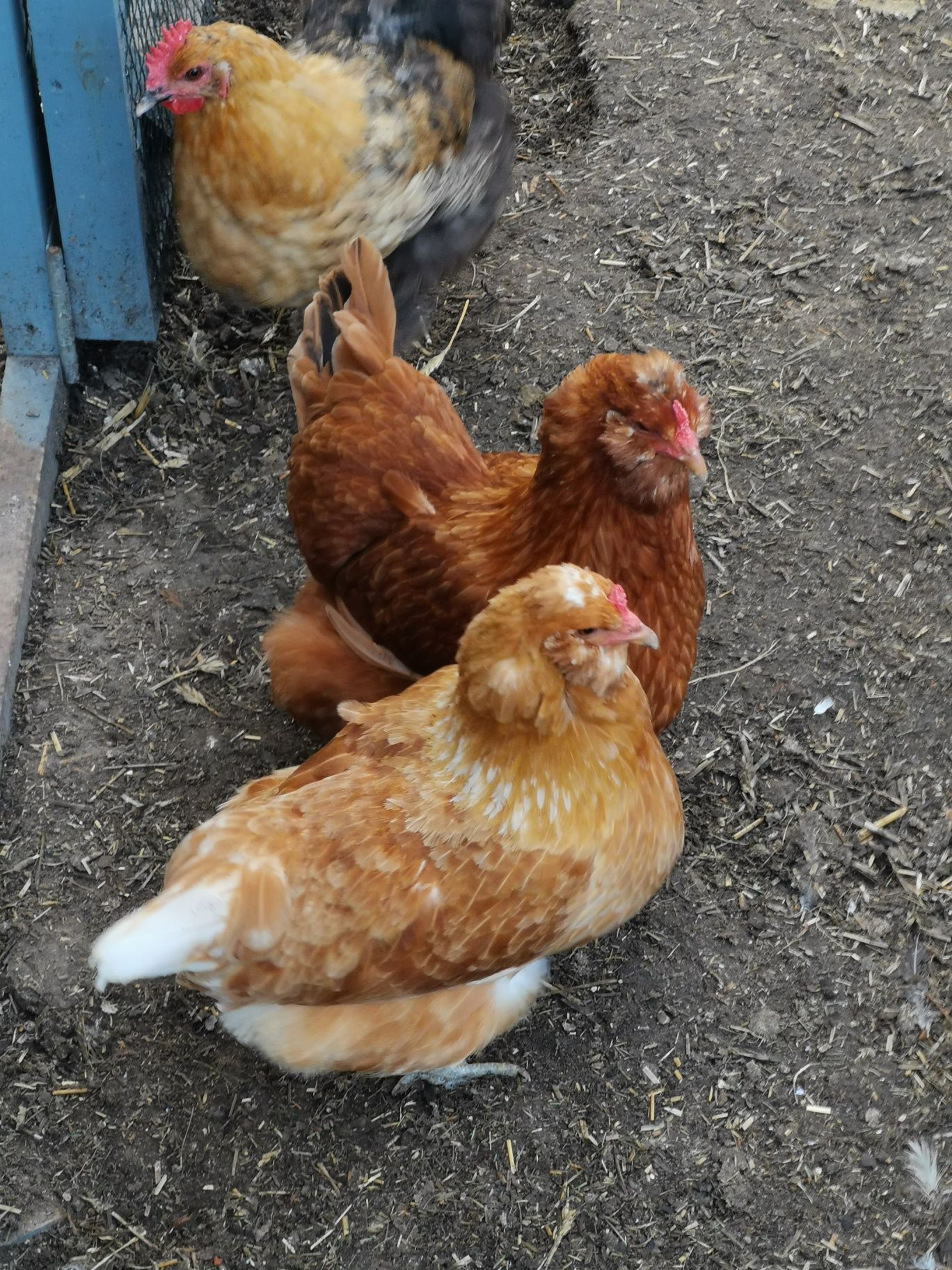 Jaja lęgowe mixy...Marans, Wyandotta, Włoszka, Araukana, Ayam Cemani
