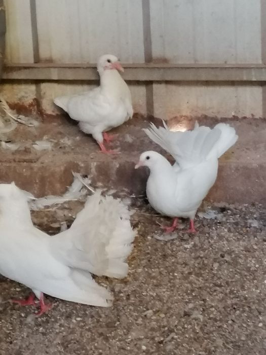 Pombas Viuvinhas, Leque, Rola Mansa