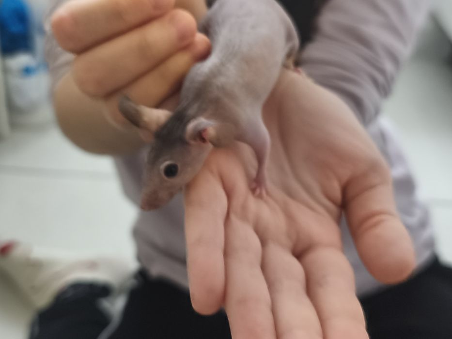 Mysz, myszka rasowa, myszy, myszki rasowe, bezwłose samiczki