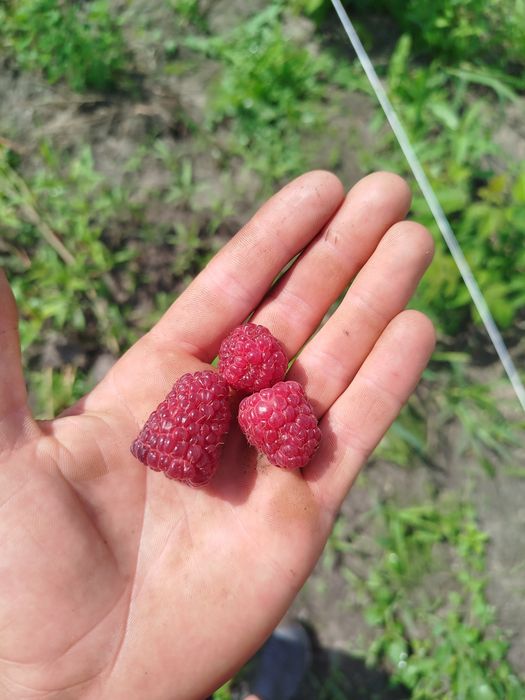 Саджанці малини полана, мапема, енросадіра