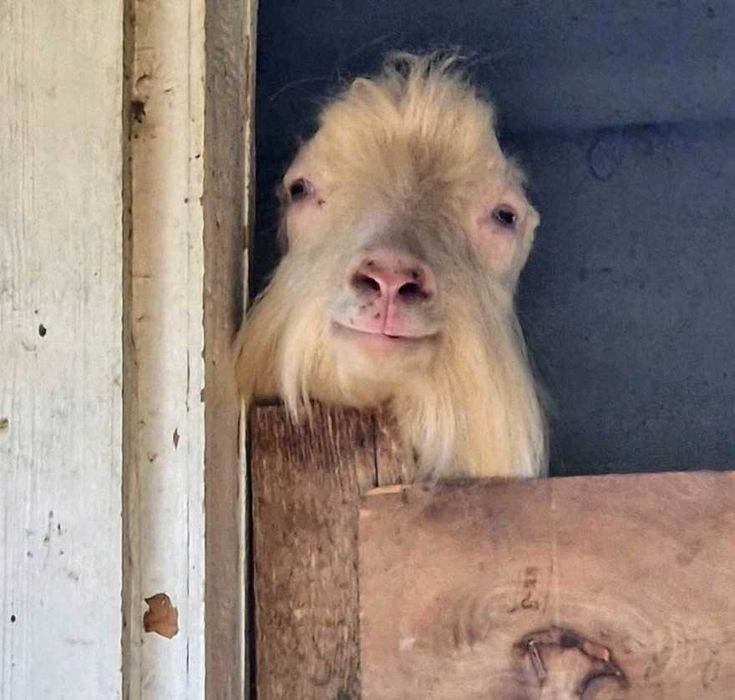 Супер цап продам. або обміняю на сіно, зерно