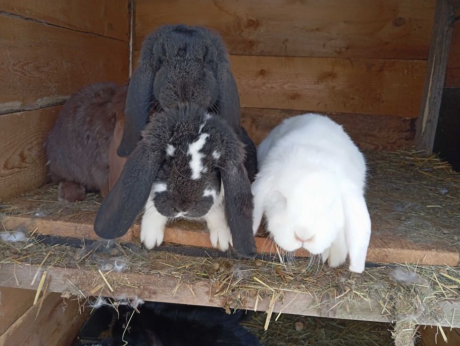 Króliki barany francuskie