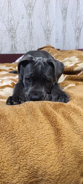 Дівчинка у пошуках люблячої родини