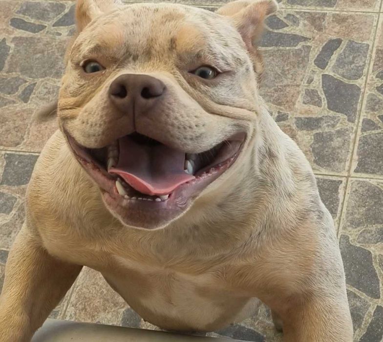 American Bully fêmea 9 meses lilac Tri merle