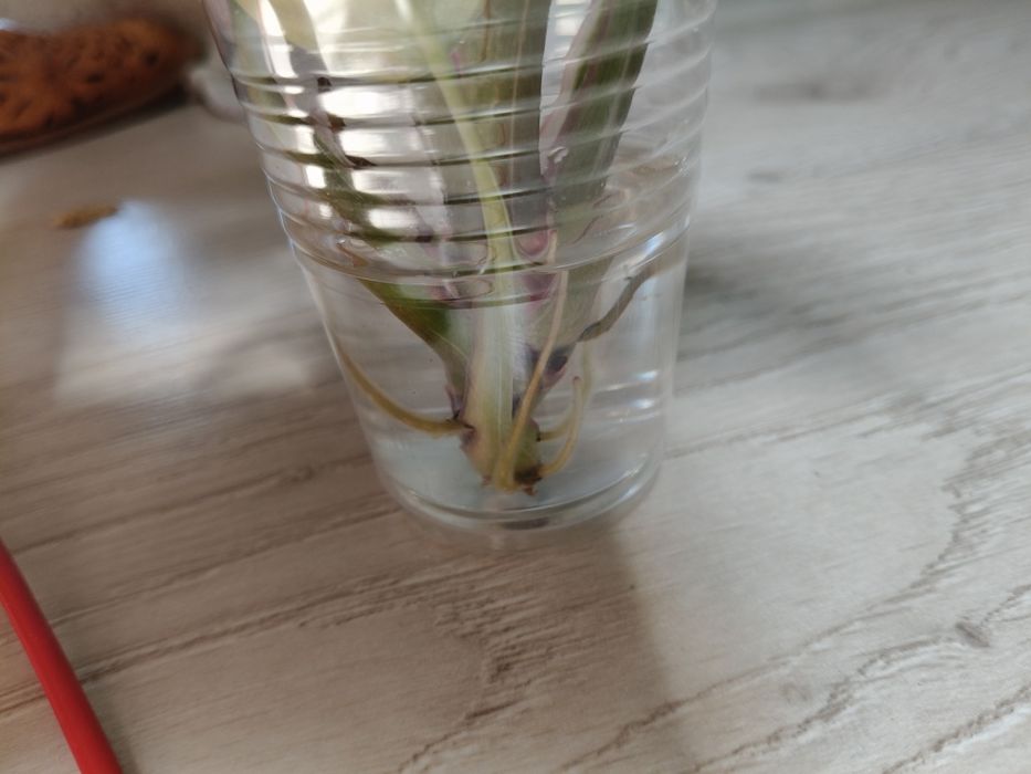 Philodendron white princes