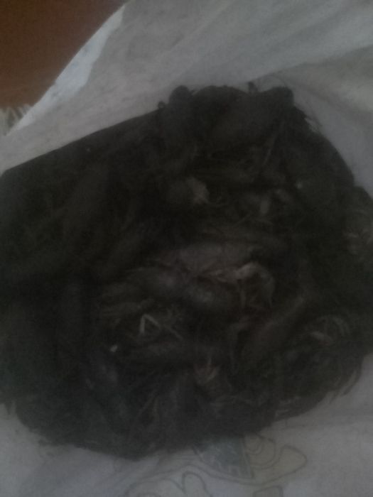 рак речной крупный звоним не пишем +доставка