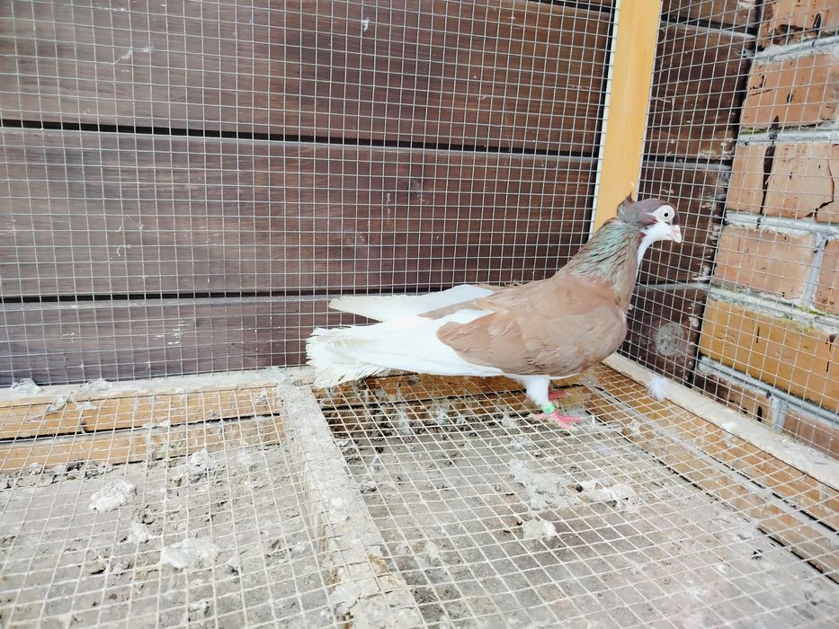 Samiczka gołębie zamojskie