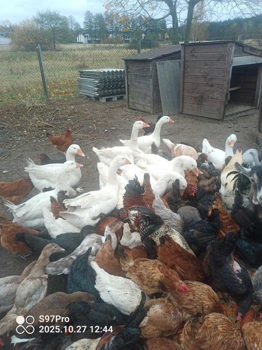 Gęsi,kaczki,perliczki i kury ozdobne