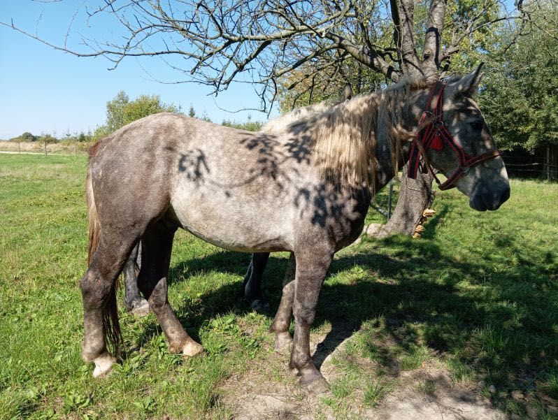 Sprzedam konia zimnokrwisty