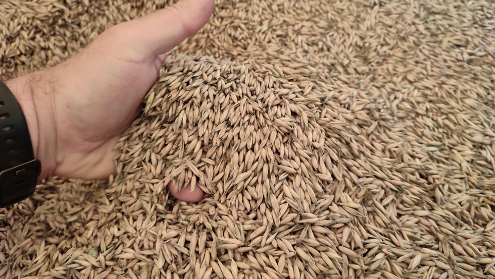 Owies tegoroczny 2025