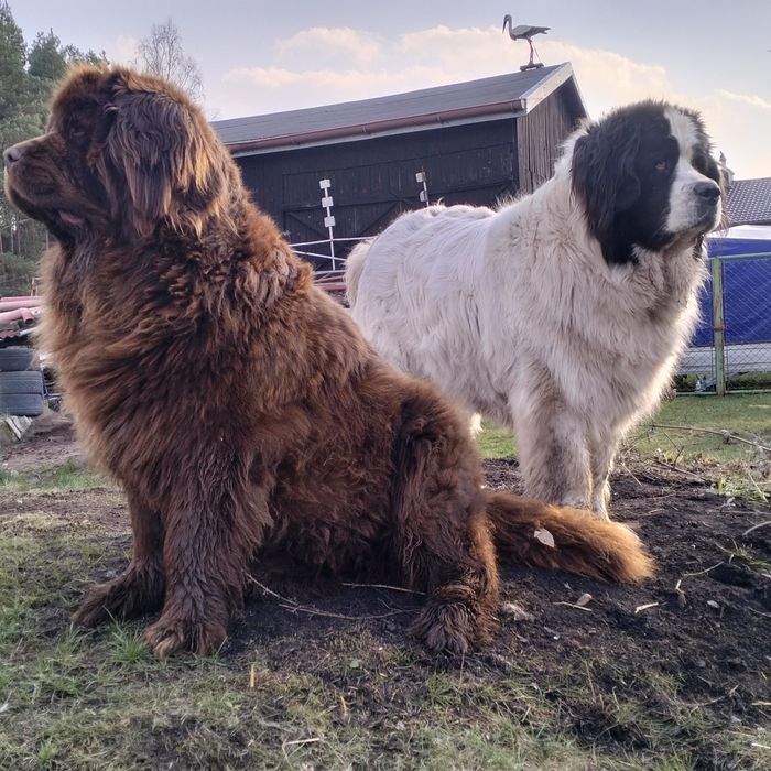 Nowofundland zapowiedź miotu wiosna 2026